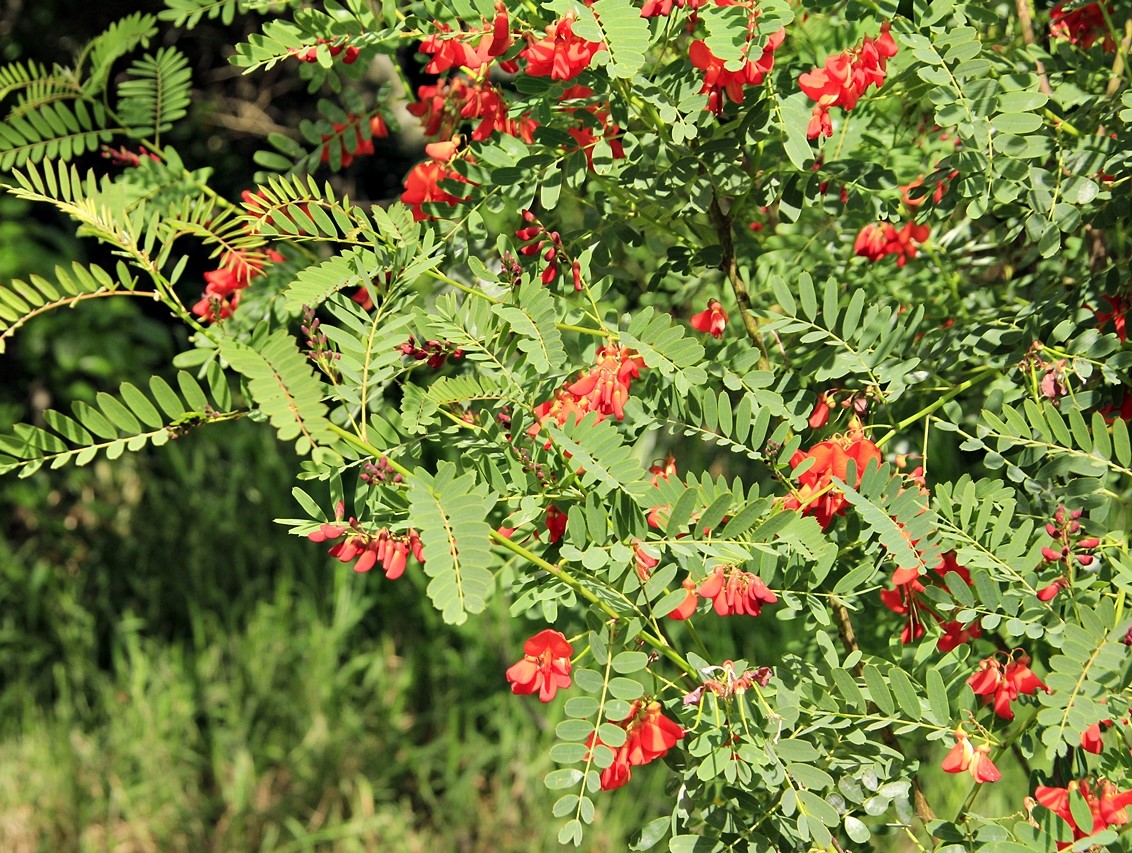 Acacia Mansa